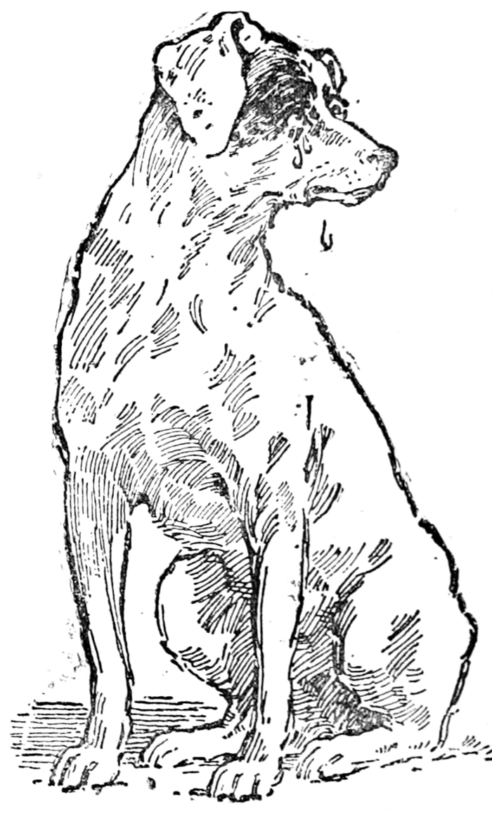 A pen drawing of a seated fox terrier looking upward.